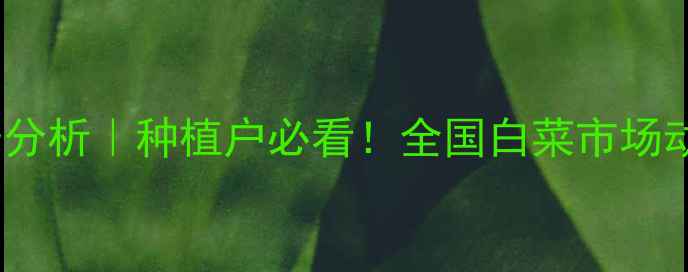 图片 🌱白菜价格走势分析｜种植户必看！全国白菜市场动态与应对策略1