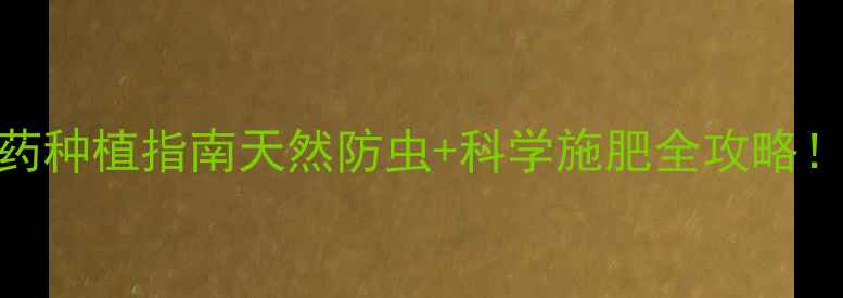 图片 🌱芥菜零农药种植指南天然防虫+科学施肥全攻略！新手必看🌾