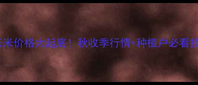 图片 🌽玉米价格大起底！秋收季行情+种植户必看技巧1