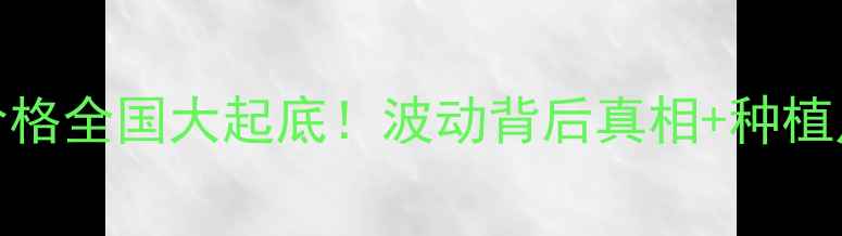 图片 🌾2月4日玉米价格全国大起底！波动背后真相+种植户必看避坑指南