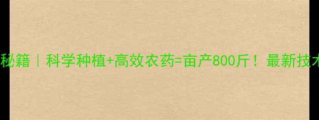 图片 🌾小麦增产秘籍｜科学种植+高效农药=亩产800斤！最新技术全公开💡1