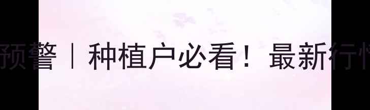 图片 🌾棉花价格波动预警｜种植户必看！最新行情全+避坑指南💰