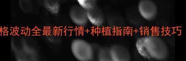 图片 🌾神窝玉米价格波动全最新行情+种植指南+销售技巧（附成本表）2