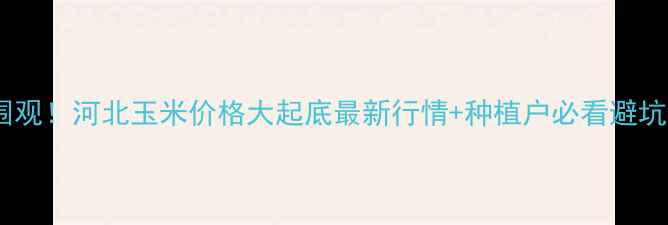 图片 🌾速来围观！河北玉米价格大起底最新行情+种植户必看避坑指南🌾2