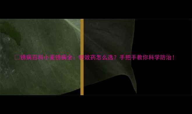 图片 🌾锈病百科小麦锈病全：特效药怎么选？手把手教你科学防治！