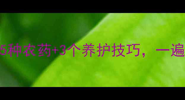 图片 🌾麦叶发黄怎么办？5种农药+3个养护技巧，一遍搞定小麦黄叶难题！