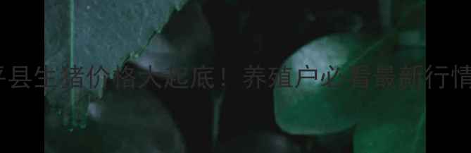 图片 🔥云南罗平县生猪价格大起底！养殖户必看最新行情+养殖技巧