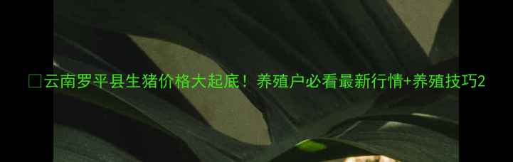 图片 🔥云南罗平县生猪价格大起底！养殖户必看最新行情+养殖技巧2