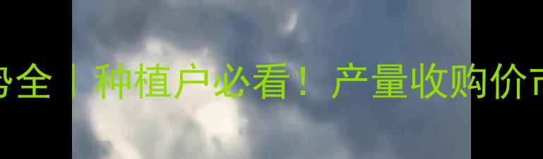 图片 🔥山西玉米价格走势全｜种植户必看！产量收购价市场趋势最新报告🌾