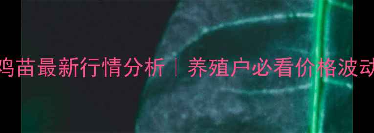 图片 🔥河南开封肉鸡苗最新行情分析｜养殖户必看价格波动+养殖指南🔥2